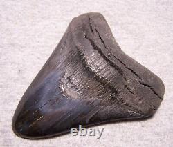Megalodon Shark Tooth Sharks Teeth Fossil Stunning Color 4 3/8 Diamond Polished