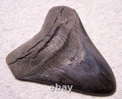 Megalodon Shark Tooth Sharks Teeth Fossil Stunning Color 4 3/8 Diamond Polished