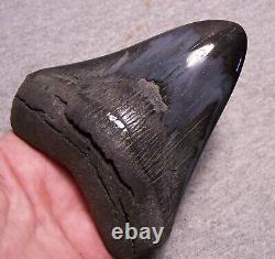 Megalodon Shark Tooth Sharks Teeth Fossil Stunning Color 4 3/8 Diamond Polished