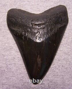 Megalodon Shark Tooth Sharks Teeth Fossil Stunning Color 4 5/8 Diamond Polished