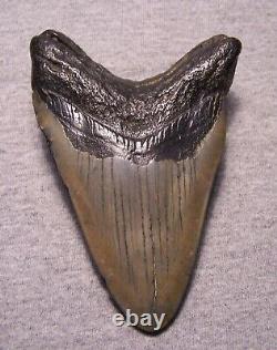 Megalodon Shark Tooth Sharks Teeth Fossil Stunning Color 4 7/8 Polished Jaw