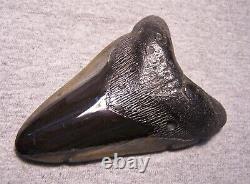 Megalodon Shark Tooth Sharks Teeth Fossil Stunning Color 4 7/8 Polished Jaw