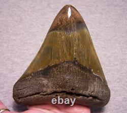 Megalodon Shark Tooth Sharks Teeth Fossil Stunning Color 5 1/16 Diamond Polished