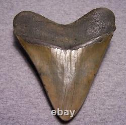 Megalodon Shark Tooth Sharks Teeth Fossil Stunning Color 5 1/16 Diamond Polished