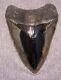 Megalodon Shark Tooth Sharks Teeth Fossil Stunning Color 5 1/8 Diamond Polished