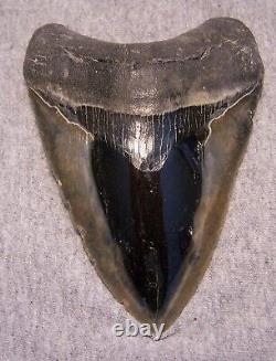 Megalodon Shark Tooth Sharks Teeth Fossil Stunning Color 5 1/8 Diamond Polished