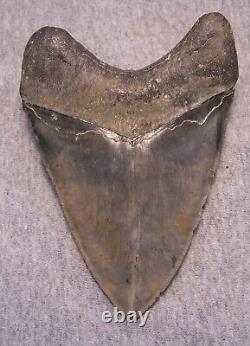 Megalodon Shark Tooth Sharks Teeth Fossil Stunning Color 5 1/8 Diamond Polished