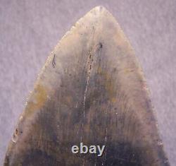 Megalodon Shark Tooth Sharks Teeth Fossil Stunning Color 5 1/8 Diamond Polished