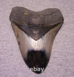 Megalodon Shark Tooth Sharks Teeth Fossil Stunning Color 5 5/16 Diamond Polishd