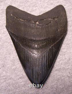 Megalodon Shark Tooth Sharks Teeth Jaw Fossil Stunning 4 1/2 Diamond Polished