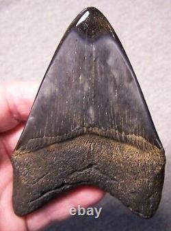 Megalodon Shark Tooth Sharks Teeth Jaw Fossil Stunning 4 1/2 Diamond Polished