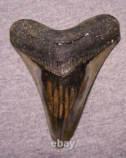 Megalodon Shark Tooth Sharks Teeth Jaw Fossil Stunning 4 7/8 Diamond Polished