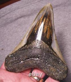 Megalodon Shark Tooth Sharks Teeth Jaw Fossil Stunning 4 7/8 Diamond Polished