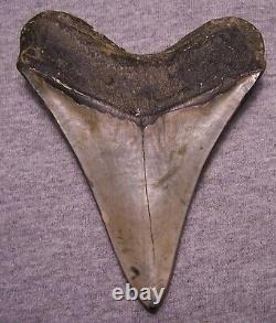 Megalodon Shark Tooth Sharks Teeth Jaw Fossil Stunning 4 7/8 Diamond Polished