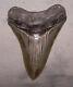 Megalodon Shark Tooth Sharp 3 7/8 Real Fossil Sharks Teeth No Restorations
