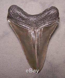 Megalodon Shark Tooth Sharp 3 7/8 REAL Fossil Sharks Teeth NO RESTORATIONS