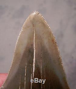 Megalodon Shark Tooth Sharp 3 7/8 REAL Fossil Sharks Teeth NO RESTORATIONS