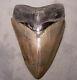 Megalodon Shark Tooth Sharp 4 13/16 Real Fossil Sharks Teeth No Restorations