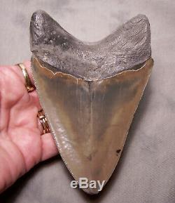 Megalodon Shark Tooth Sharp 4 13/16 REAL Fossil Sharks Teeth NO RESTORATIONS
