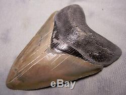 Megalodon Shark Tooth Sharp 4 13/16 REAL Fossil Sharks Teeth NO RESTORATIONS