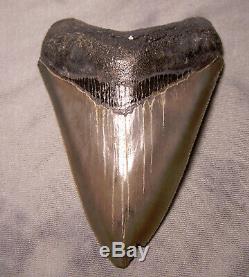 Megalodon Shark Tooth -Sharp 4 1/4 REAL Fossil Sharks Teeth NO RESTORATIONS