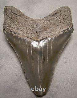 Megalodon Shark Tooth -Sharp 4 1/8 REAL Fossil Sharks Teeth NO RESTORATIONS