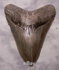 Megalodon Shark Tooth Sharp 4 3/4 REAL Fossil Sharks Teeth NO RESTORATIONS