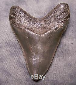 Megalodon Shark Tooth Sharp 4 3/4 REAL Fossil Sharks Teeth NO RESTORATIONS