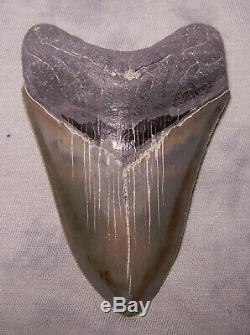 Megalodon Shark Tooth -Sharp 4 5/16 REAL Fossil Sharks Teeth NO RESTORATIONS