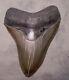 Megalodon Shark Tooth -sharp 4 5/8 Real Fossil Sharks Teeth No Restorations