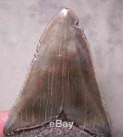 Megalodon Shark Tooth -Sharp 4 5/8 REAL Fossil Sharks Teeth NO RESTORATIONS