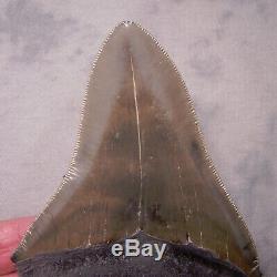 Megalodon Shark Tooth -Sharp 4 5/8 REAL Fossil Sharks Teeth NO RESTORATIONS