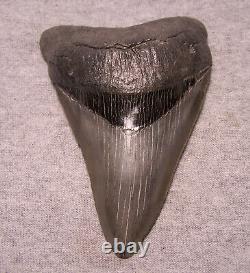 Megalodon Shark Tooth Sharp 4 7/16 HUGE Fossil REAL Sharks Teeth -NO REPAIR