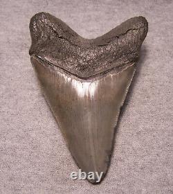 Megalodon Shark Tooth Sharp 4 7/16 HUGE Fossil REAL Sharks Teeth -NO REPAIR