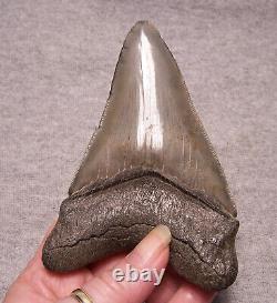 Megalodon Shark Tooth Sharp 4 7/16 HUGE Fossil REAL Sharks Teeth -NO REPAIR