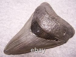 Megalodon Shark Tooth Sharp 4 7/16 HUGE Fossil REAL Sharks Teeth -NO REPAIR