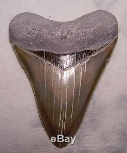 Megalodon Shark Tooth -Sharp 4 7/8 REAL Fossil Sharks Teeth NO RESTORATIONS