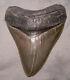Megalodon Shark Tooth Sharp 4 7/8 Real Fossil Sharks Teeth No Restorations