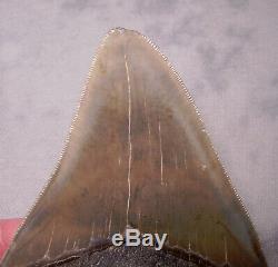 Megalodon Shark Tooth Sharp 4 7/8 REAL Fossil Sharks Teeth NO RESTORATIONS