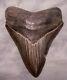 Megalodon Shark Tooth Sharp 4 Fossil Real Sharks Teeth No Restorations