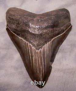 Megalodon Shark Tooth Sharp 4 Fossil REAL Sharks Teeth NO RESTORATIONS