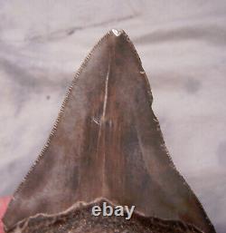 Megalodon Shark Tooth Sharp 4 Fossil REAL Sharks Teeth NO RESTORATIONS