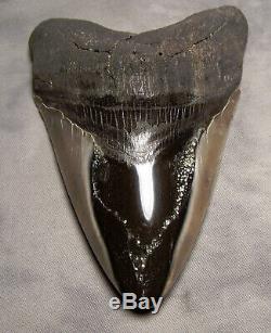 Megalodon Shark Tooth Sharp 5 1/16 REAL Fossil Sharks Teeth Diamond Polished