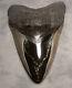 Megalodon Shark Tooth Sharp 5 1/16 Real Fossil Sharks Teeth Diamond Polished