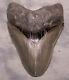 Megalodon Shark Tooth Sharp 5 1/4 Real Fossil Sharks Teeth No Restorations