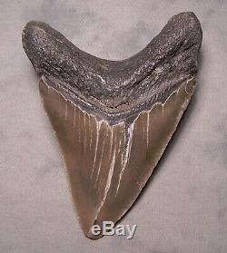 Megalodon Shark Tooth -Sharp 5 3/16 REAL Fossil Sharks Teeth NO RESTORATIONS