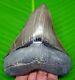 Megalodon Shark Tooth Sharply Serrated 4.49- Real Natural Megladone