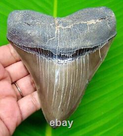 Megalodon Shark Tooth Sharply Serrated 4.49- Real Natural Megladone