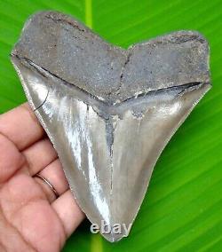 Megalodon Shark Tooth Sharply Serrated 4.49- Real Natural Megladone