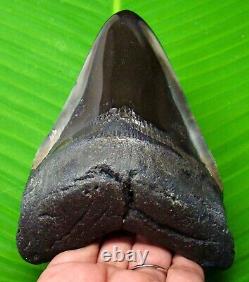 Megalodon Shark Tooth Stunning Meg Relic Fossil 4.74 Inches Not Replica